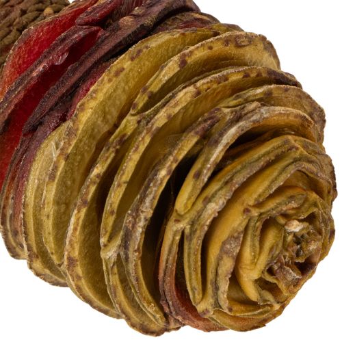 gjenstander Platyspermum Krem 1-3, 50 stk.