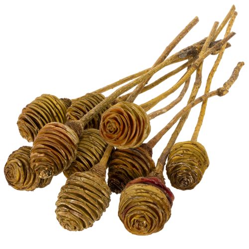 gjenstander Platyspermum Krem 1-3, 50 stk.