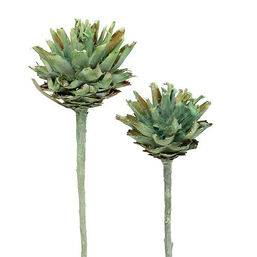 Floristik24 Plumosum 1 Grønn Frostet 25 stk