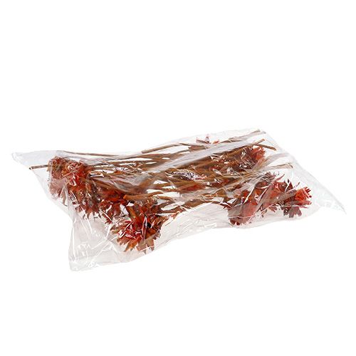 gjenstander Plumosum 1 Appelsin 25 stk