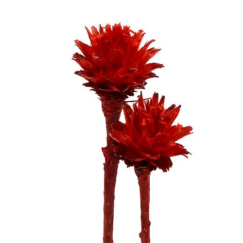 Plumosum 1 Rød 25 stk