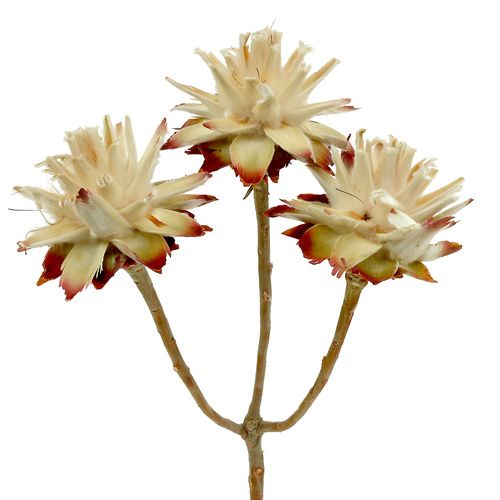 Floristik24 Leucospermum 1-3 Bland krem 100 hoder