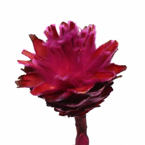 gjenstander Plumosum 1 Erika 25 stk