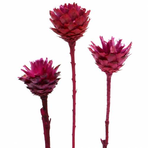 Plumosum 1 Erika 25 stk