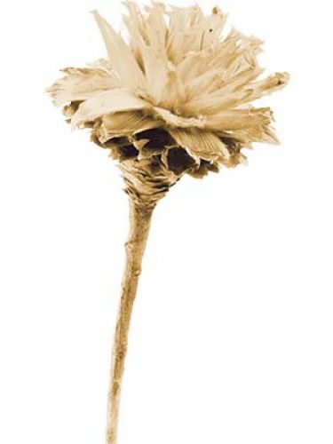 Floristik24 Plumosum 1 hode bleket (151) 25 stk