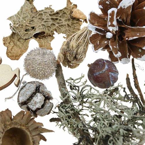 Floristik24 Tørr blomsterhåndverk sett adventskegler og mos hvitvasket 150g