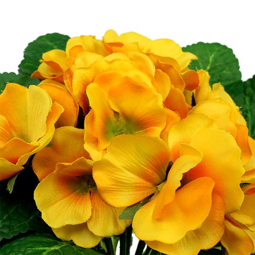 Floristik24 Primrose 15cm Gul