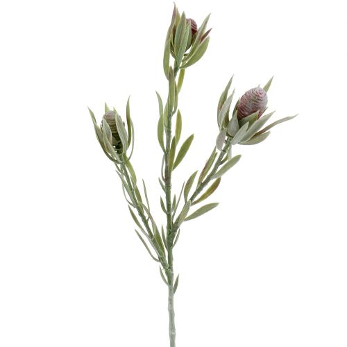 Floristik24 Protea bukett 43cm 6stk