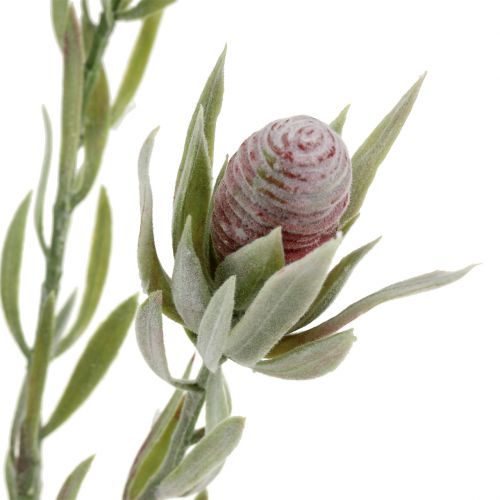 Floristik24 Protea bukett 43cm 6stk