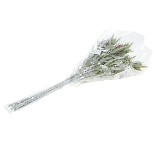 Floristik24 Protea bukett 43cm 6stk