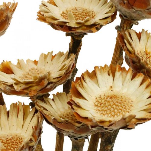 gjenstander Protea Compacta Rosette Naturlig Tørket Blomstersukkerbuss 8 stk