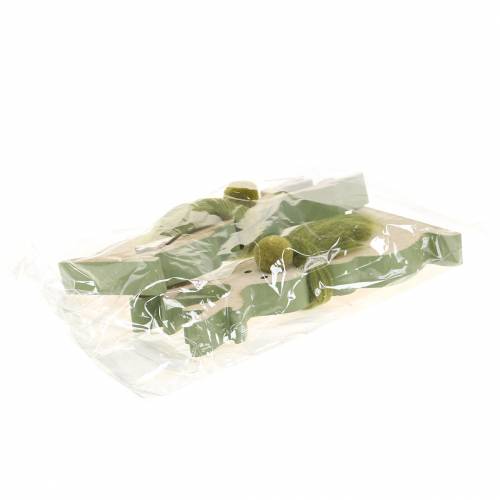 Floristik24 Reintre 18cm 2stk