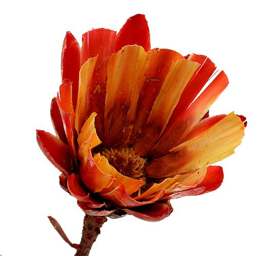 gjenstander Repens Beger Rød 25 stk