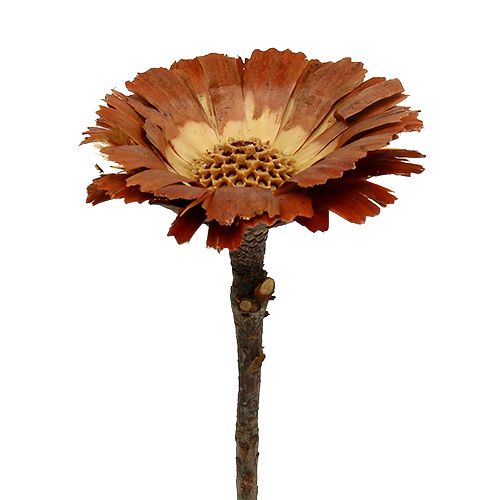 Floristik24 Repens Rosett Lys 8-9cm 25 stk