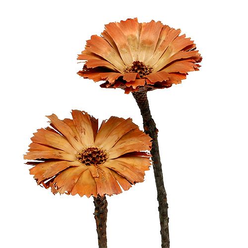 Floristik24 Repens rosett natur 6-7cm 50p
