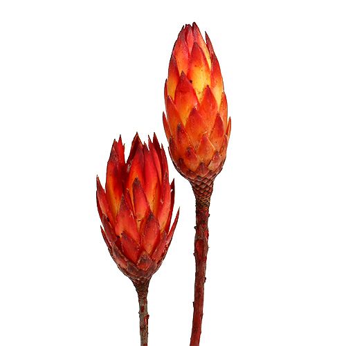 Floristik24 Repens Rød 2-tone 25 stk