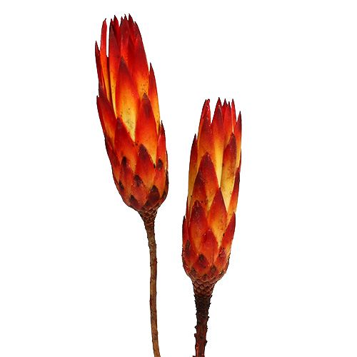 gjenstander Repens Rød liten 50 stk