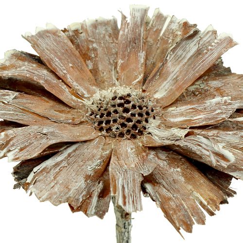gjenstander Protea rosett 8-9cm vasket hvit 25p