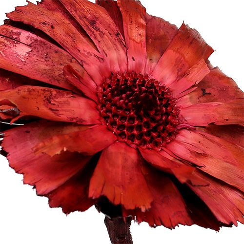 gjenstander Repens Rosett Erika 8cm - 9cm 25 stk