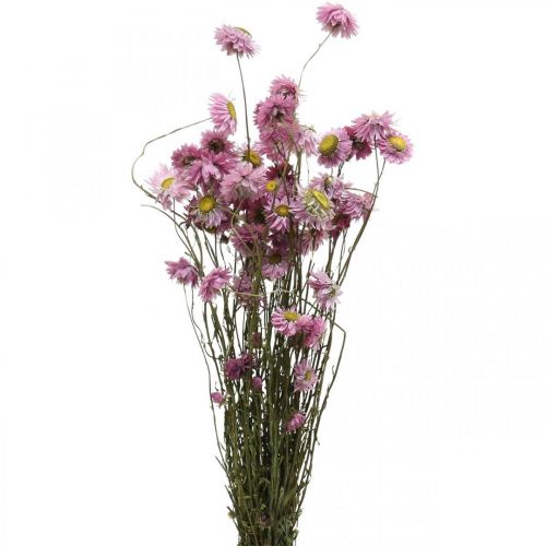 gjenstander Halmblomster tørkede blomster rosa acroclinium bunt 20g