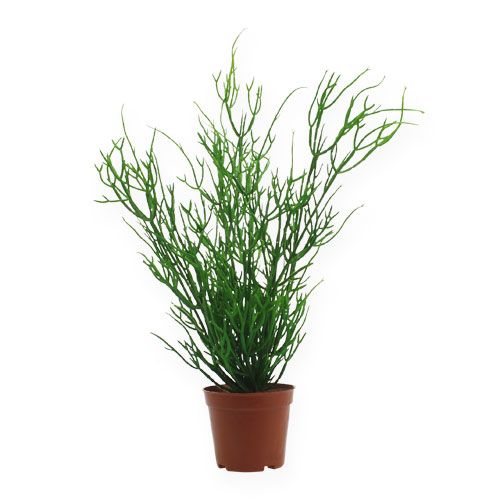 Floristik24 Rhipsalis i en 32 cm grønn potte