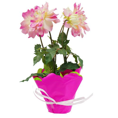 Floristik24 Rondella Ø48cm tofarget rosa-grønn 50p