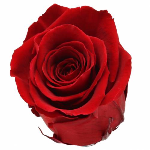 gjenstander Infinity roser store Ø5,5-6cm rød 6stk