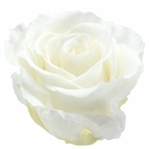 Floristik24 Infinity roser store Ø5,5-6cm hvite 6stk