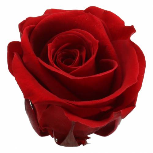 Floristik24 Konserverte roser medium Ø4-4,5cm røde 8stk