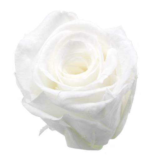 Konserverte roser medium Ø4-4,5cm hvit 8stk