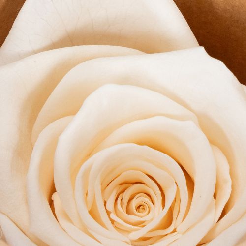 gjenstander Rosehoder, konserverte blomster for elegante blomsteroppsatser, 5 cm, 6 stk.