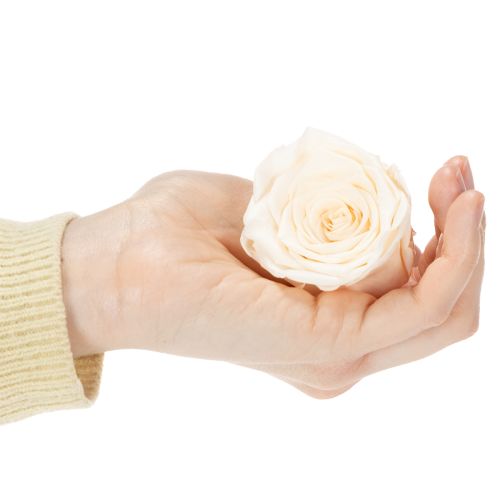 gjenstander Rosehoder, konserverte blomster for elegante blomsteroppsatser, 5 cm, 6 stk.