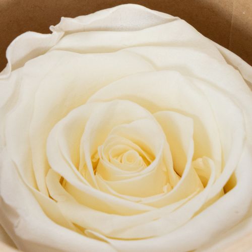 gjenstander Konserverte rosehoder, slitesterk borddekorasjon for en romantisk atmosfære, bryllupsdekorasjon, 5 cm, 6 stk.