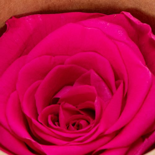 gjenstander Konserverte rosedekorasjoner, ekte blomster til borddekorasjon, unike og bærekraftige blomster, 5 cm, 6 stk.