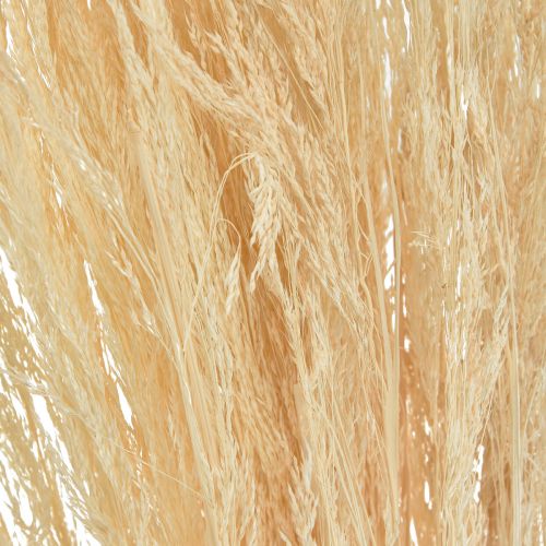 Floristik24 Kvein Agrostis Capillaris Tørket gress bleket 65 cm 80 g