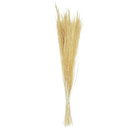 Floristik24 Kvein Agrostis Capillaris Tørket gress bleket 65 cm 80 g