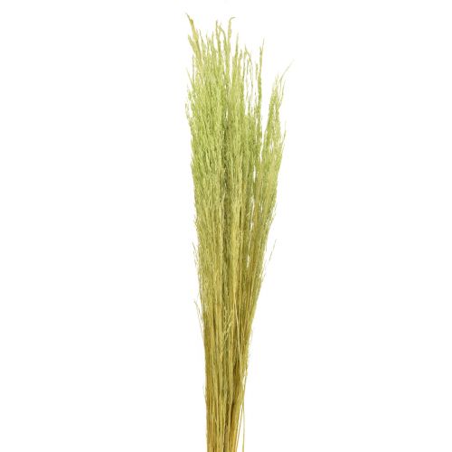 Bøyd gress Agrostis Capillaris Tørre gress Grønn 65cm 80g