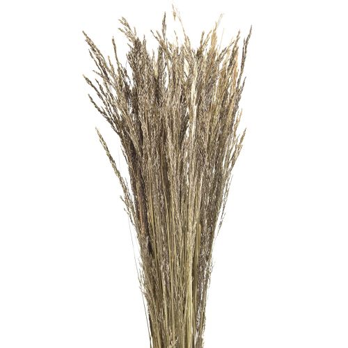 Floristik24 Kvengress Agrostis Capillaris tørt gress naturlig 60 cm 80 g