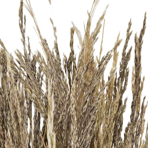Floristik24 Kvengress Agrostis Capillaris tørt gress naturlig 60 cm 80 g