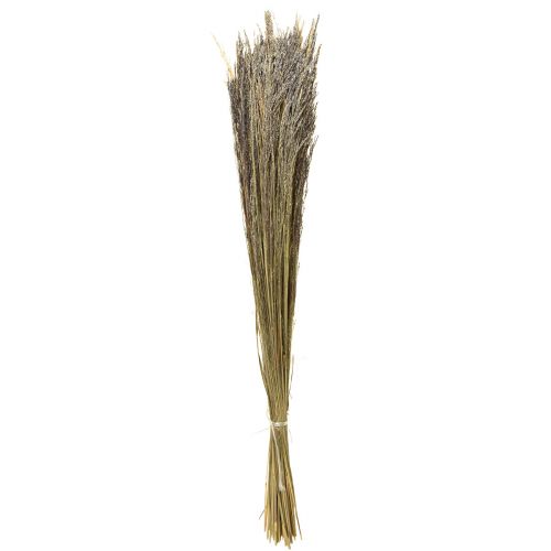 Floristik24 Kvengress Agrostis Capillaris tørt gress naturlig 60 cm 80 g