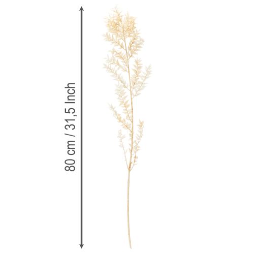 Tørket Ruscus dekorativ gren, bleket Ruscus, 200 g | Floristik24.no