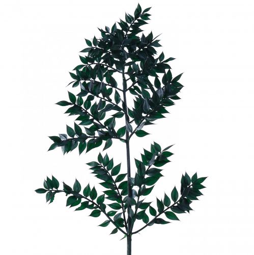 gjenstander Ruscus grønne dekorative greiner mørkegrønne 75-95cm 1kg