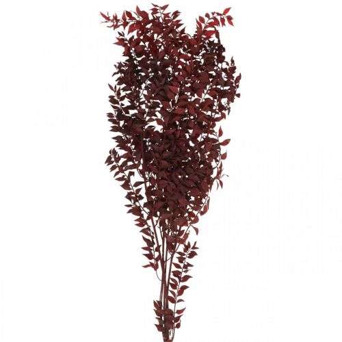 Tørket Ruscus, tørr blomster, tornemyrtrød L58cm 30g