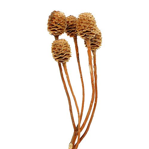 gjenstander Sabulosum 4-6 hoder pr gren 25 stk