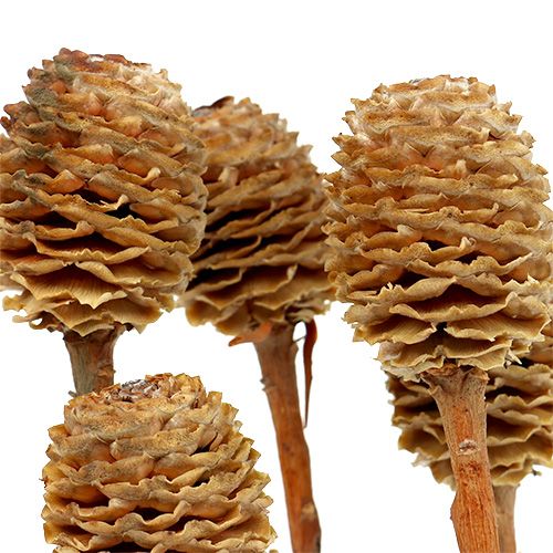 gjenstander Sabulosum 4-6 hoder pr gren 25 stk