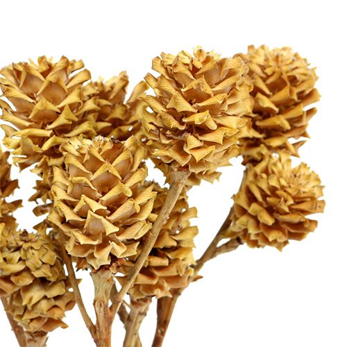 gjenstander Salignum grein lys leucadendron blomster på grein 25 stk