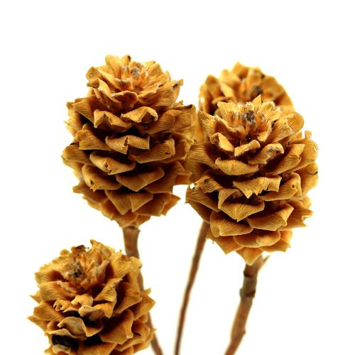 gjenstander Salignum light 4-6 blomster på Leucadendron-grenen 100 stk