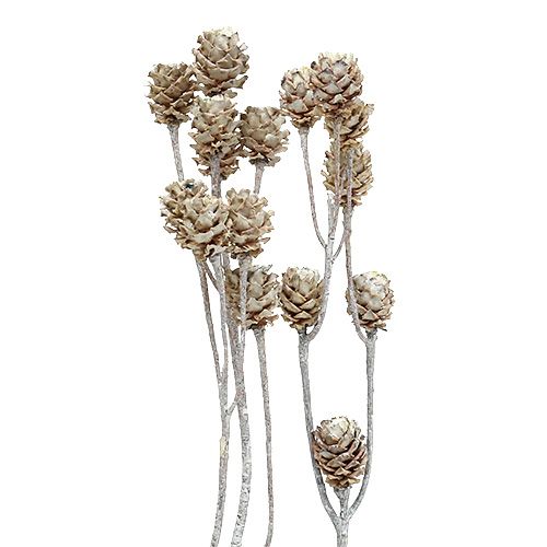 Floristik24 Salignum hvitkalket protea på stilk 25stk