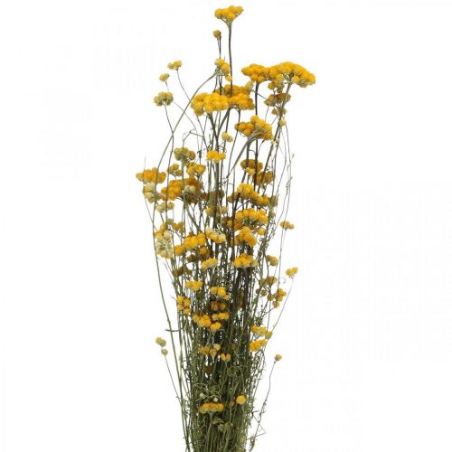 En haug med karribusk, gul tørket blomst, gylden sol, italiensk helichrysum L58cm 45g