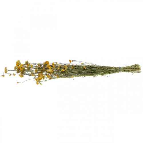 Floristik24 En haug med karribusk, gul tørket blomst, gylden sol, italiensk helichrysum L58cm 45g